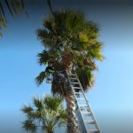 élagage arbre montpellier nîmes