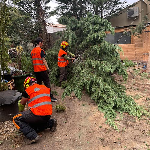 Débroussaillage d'arbres par l'entreprise Courrejou Paysagiste