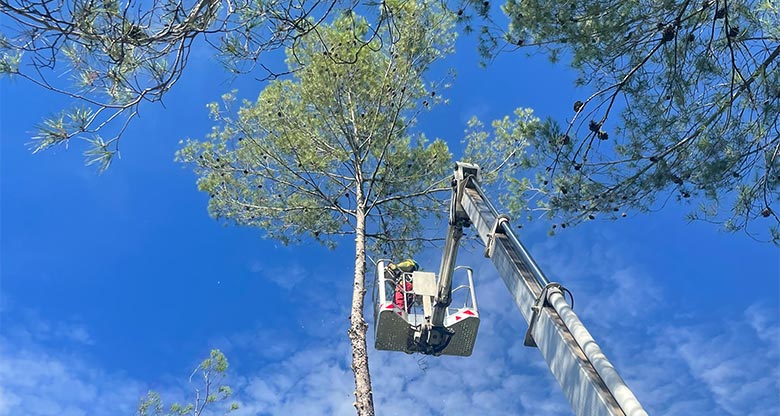 élagage d'un arbre par l'entreprise Courrejou Paysagiste