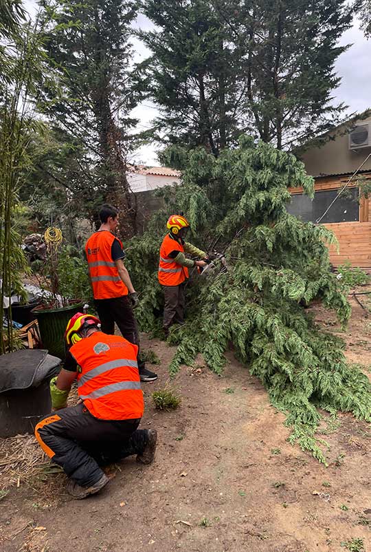 élagage arbre sur parcelle d'un particulier