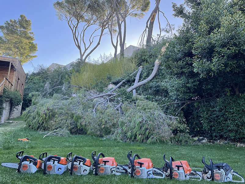 élagage arbre nîmes montpellier par élagueur professionnel