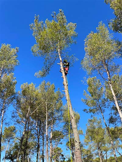 élagage arbre gard & hérault