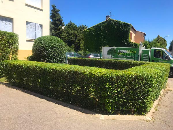 taille de haie par un professionnel pour l'entretien de votre jardin