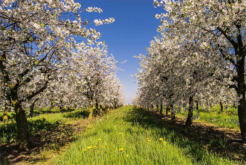 Calendrier taille des arbres l Voici les conseils de l'entreprise d'élagage Nimes : Courrejou Paysagiste